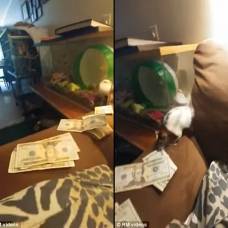 Крысу поймали за воровством долларов