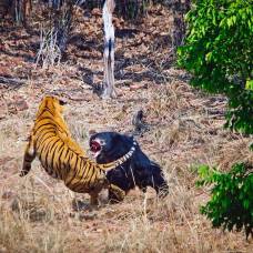 Медведица-Губач спасает медвежонка от тигра