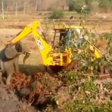 Спасение слоненка из болота в индии сняли на видео