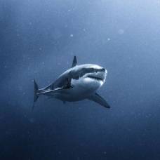 Дайверы в клетке едва не стали завтраком для гигантской белой акулы