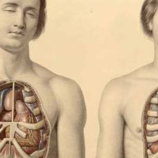 В человеческом теле найден новый орган