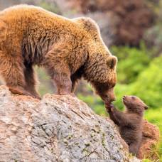 Шведские медведи нашли способ борьбы с охотниками