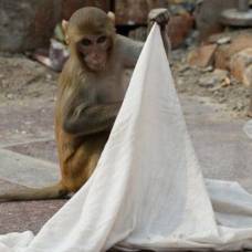 В индии ищут обезьяну, похитившую младенца
