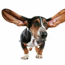 Ученые выяснили, как форма ушей влияет на слух