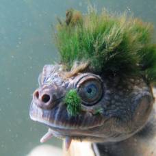 Черепаху с зелеными «волосами» из реки мэри внесли в список исчезающих видов
