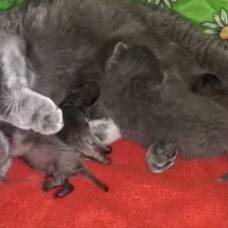Мама-Кошка взяла на воспитание новорожденных енотов