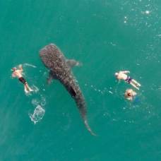 Самую большую акулу в мире сняли на видео возле купальщиков