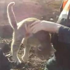 Спасение застрявшей в бетонной плите упитанной кошки сняли на видео