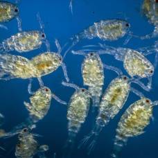 Планктонные рачки оказались могучей силой, перемешивающей воду в океане