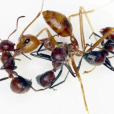Обнаружен новый вид взрывающихся при опасности муравьёв