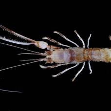 Десятки неизвестных ранее видов морских существ обнаружены в индонезии