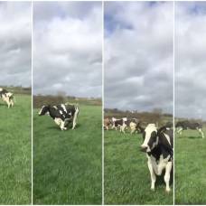 Как коровы радуются солнцу и зеленой траве