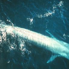 В новой зеландии открыт неизвестный ранее вид вымерших китов