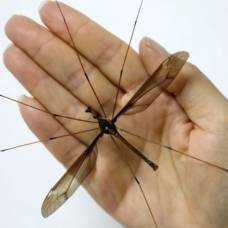 В китае поймали самого большого в мире комара