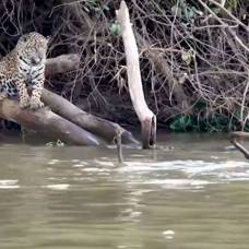 Выдры, обитающие в бразильском природном парке, дали урок молодым ягуарам