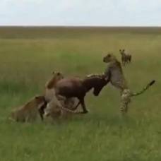 Голодная гиена спасла антилопу от пяти гепардов