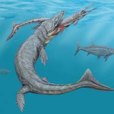 Как древние крокодилы эволюционировали в дельфиноподобных