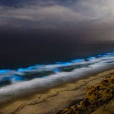 Почему светятся волны у берегов калифорнии