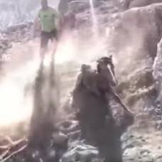 Жители актау спасли застрявшего между камнями жеребенка