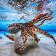 Эксперты опровергают утверждения о внеземном происхождении осьминогов