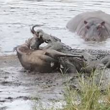 Бегемоты отбили антилопу гну у голодных крокодилов в юар