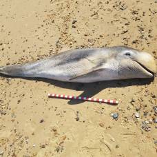 В желудке мертвого дельфина нашли резиновую перчатку