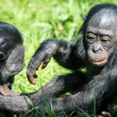 Биологи наблюдали акушерство у обезьян бонобо
