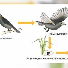 Птицы, съедая насекомых, помогают им осваивать новые территории