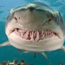Детеныши акул съедают сородичей еще в утробе
