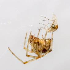 Почему, с точки зрения энтомологов, не стоит убивать пауков