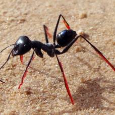 Ученые доказали, что муравьи считают свои шаги