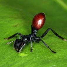 Как древесные муравьи становятся ягодами