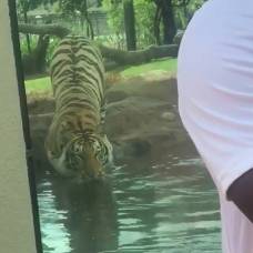 Бенгальский тигр майк устроил охоту на посетителя зоопарка