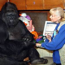Умерла знаменитая говорящая горилла коко с человеческим iq
