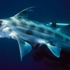 Слоновая акула-призрак, или австралийский каллоринх (лат. callorhinchus milii)