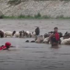 Спасение тонущих овец попало на видео