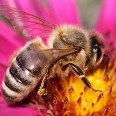 Ученые: все пчелы на земле скоро вымрут