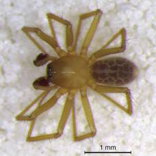 В индийских пещерах обнаружили новый вид пауков