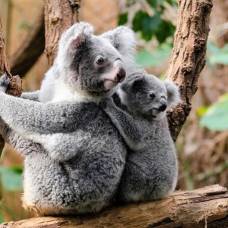 Секреты выживания коал "спрятаны" в их генах