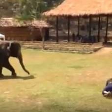 Миролюбивый слон бросился спасать хозяина из драки