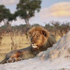 Львы загрызли браконьеров, покушавшихся на рога носорогов