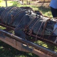 В австралии пойман гигантский крокодил