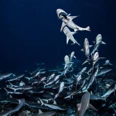 Охота голодных акул на стаю групер