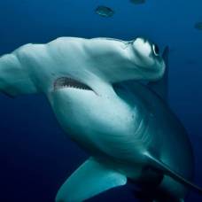 Зачем акуле-молот такая форма головы