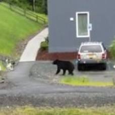 Погоню медведя за дружелюбной собакой сняли на видео
