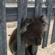 Любопытного коалу спасли от удара электротоком