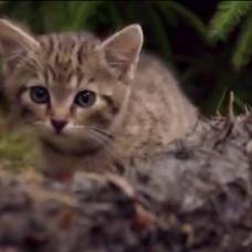 Редчайших в мире котят нашли в шотландских горах