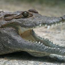 Как спастись из пасти крокодила