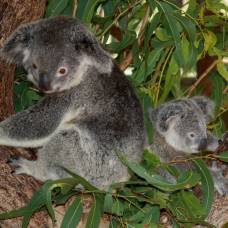 Голос помогает коалам размножаться