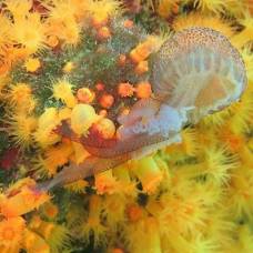 Как крошечные кораллы охотятся на крупных медуз